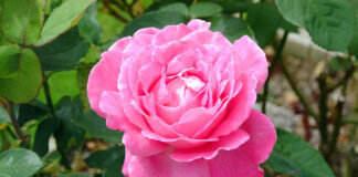 ಪ್ರೀತಿ, ಪ್ರೇಮ, ವಾತ್ಸಲ್ಯ….!