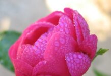 ಮಂಜು ಹನಿಯ ‘ಮುತ್ತು’